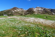 13 Dal bianco della neve al bianco dei crocus in brevissimo tempo !